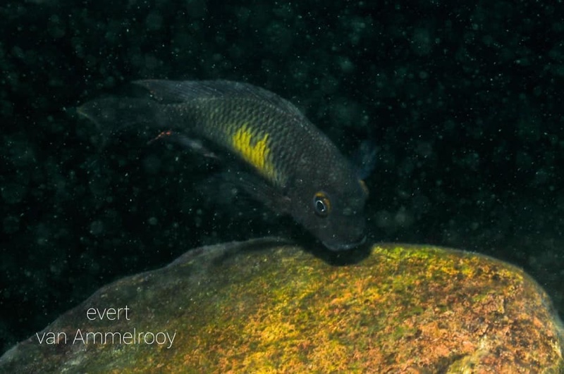 Tropheus moorii 'Kalambo Lodge'